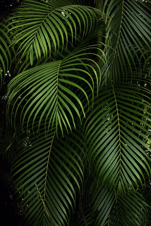Green Plants